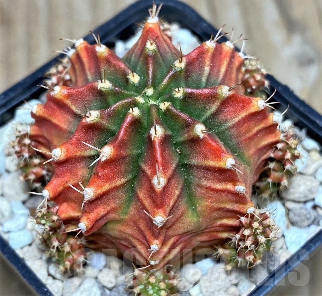 SHPR17547 Gymnocalycium mihanovichii 'Siramanee'