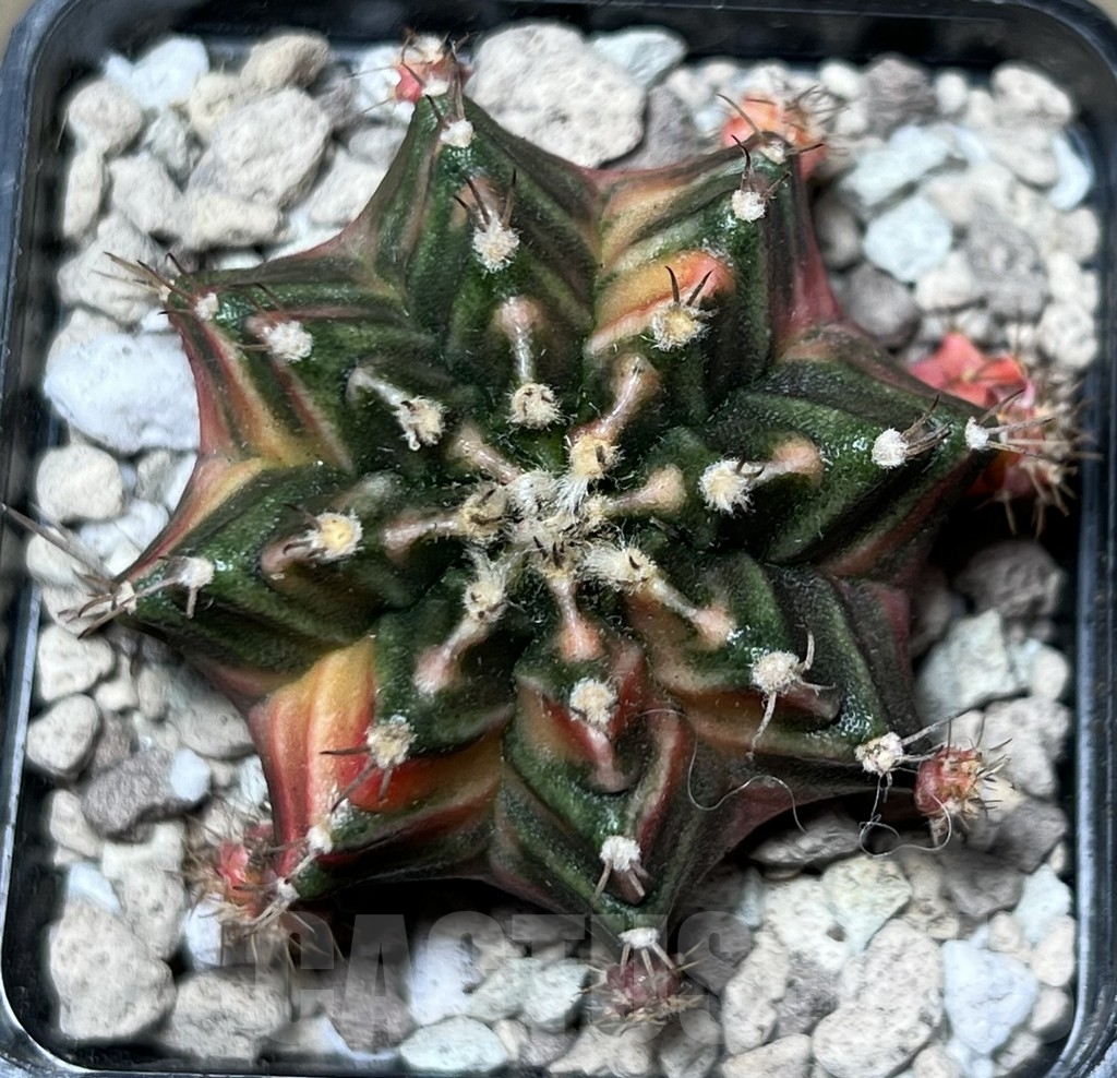 SHPR17816 Gymnocalycium mihanovichii f. variegata KT 10 - Image 2