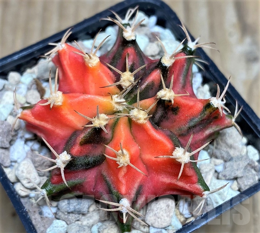 SHPR17548 Gymnocalycium mihanovichii f. variegata