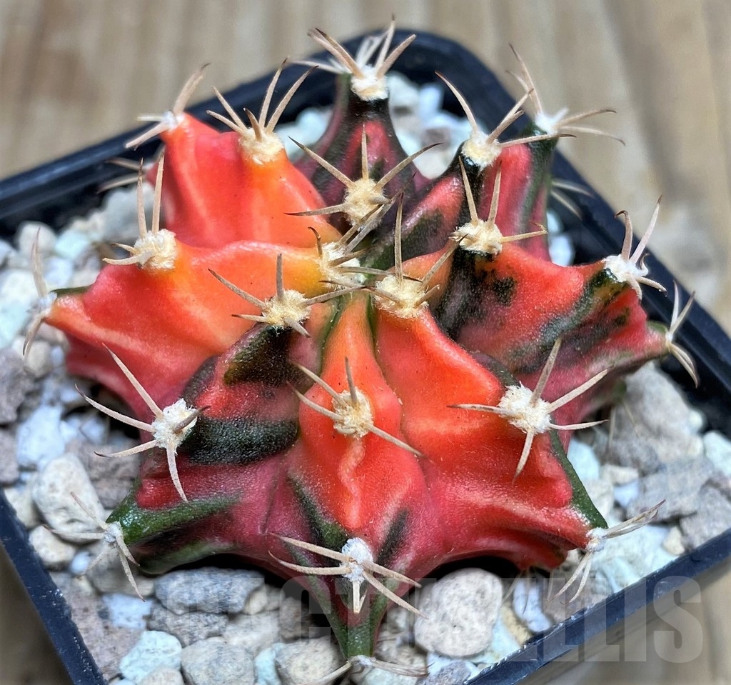 SHPR17548 Gymnocalycium mihanovichii f. variegata - Image 2