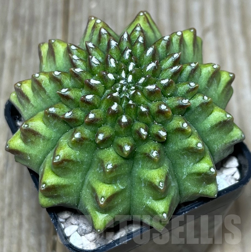 SHPR17817 Gymnocalycium mihanovichii 'Kikko' - immagine 2