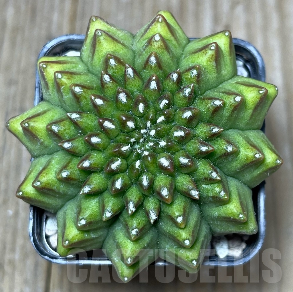 SHPR17817 Gymnocalycium mihanovichii 'Kikko'