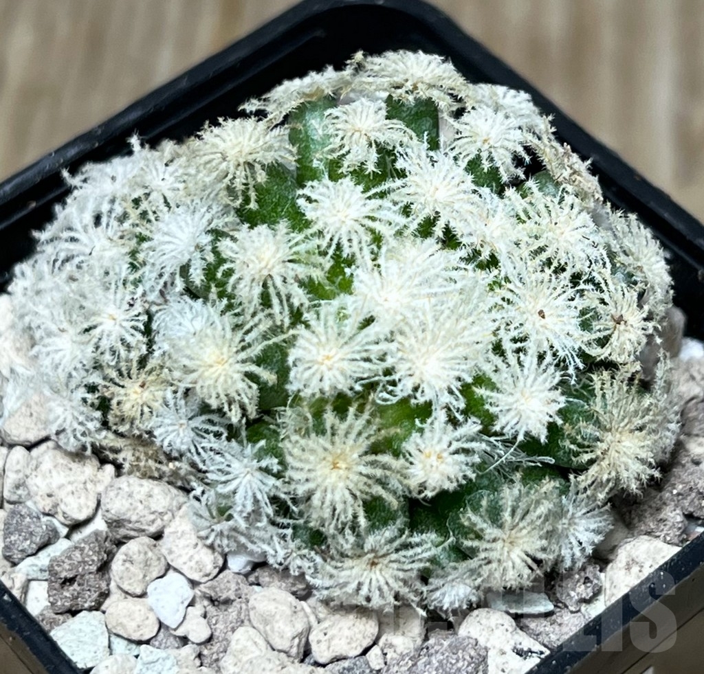 SHPR17818 Mammillaria plumosa 'Snow'