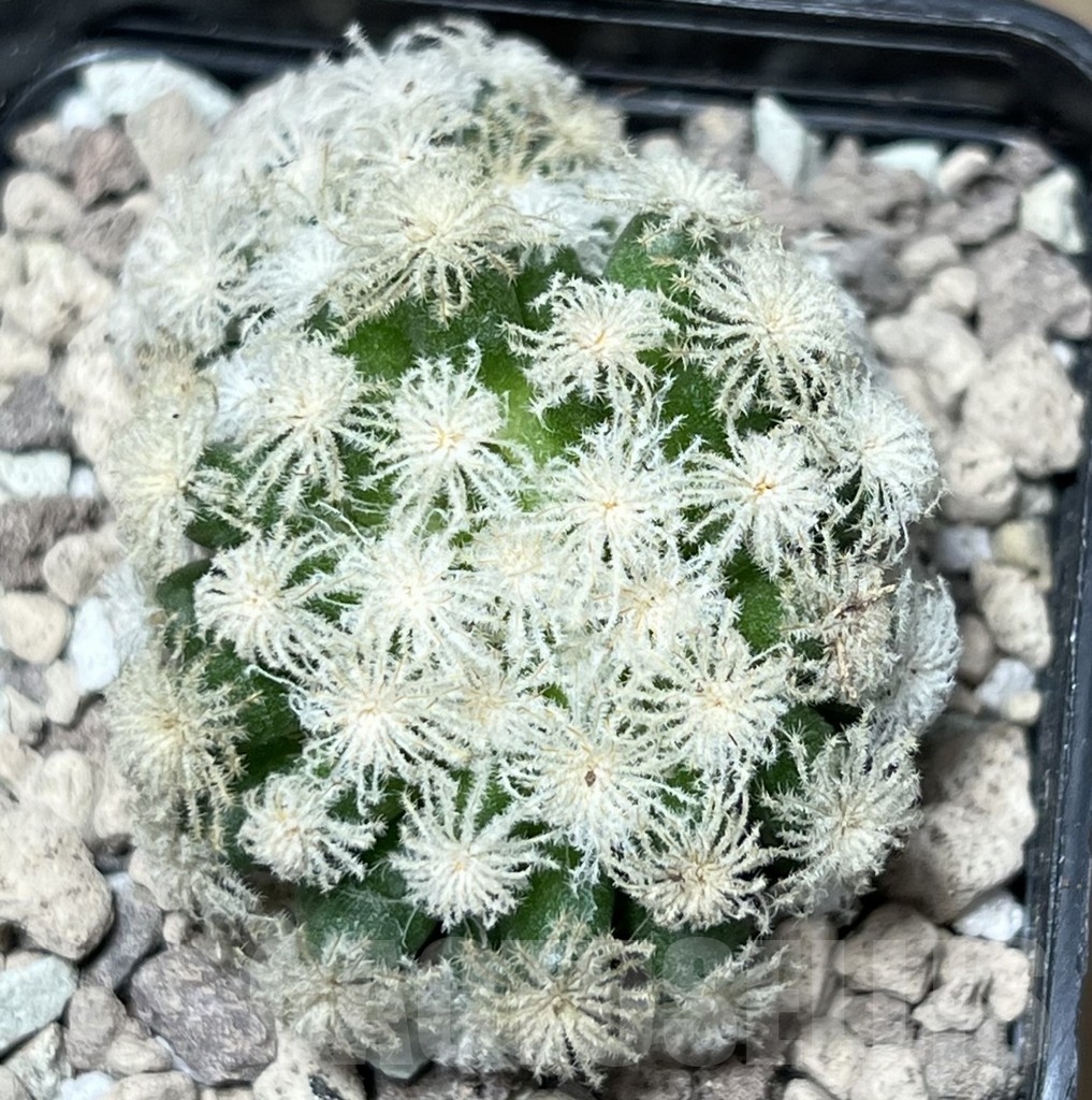 SHPR17818 Mammillaria plumosa 'Snow' - Imagen 2