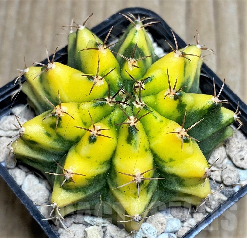 SHPR17550 Gymnocalycium mihanovichii 'Yellow dream'