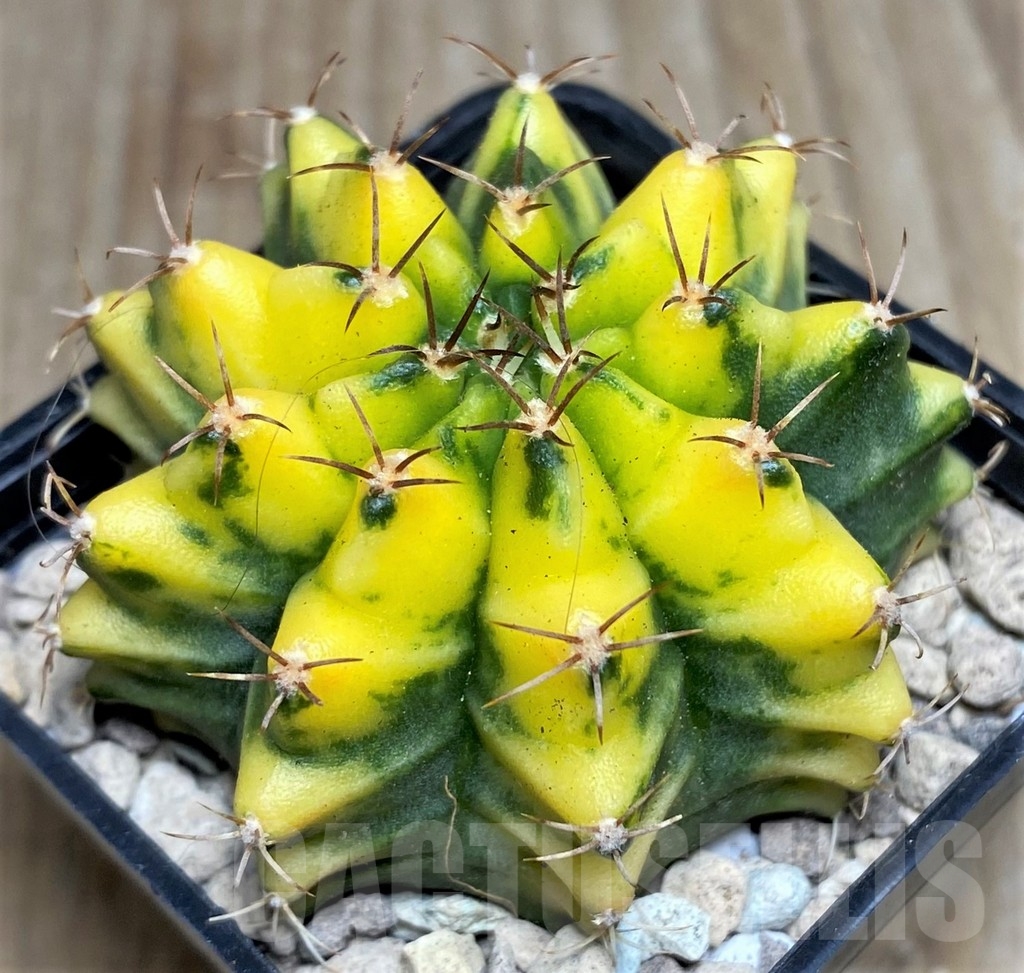 SHPR17550 Gymnocalycium mihanovichii 'Yellow dream' - 画像 (2)