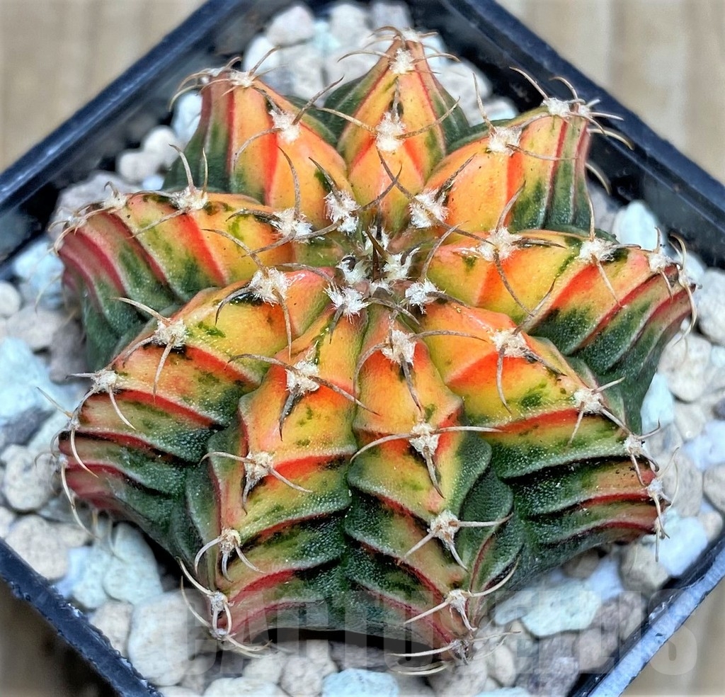 SHPR17551 Gymnocalycium friedrichii LB 2178 hybrid f. variegata - immagine 2