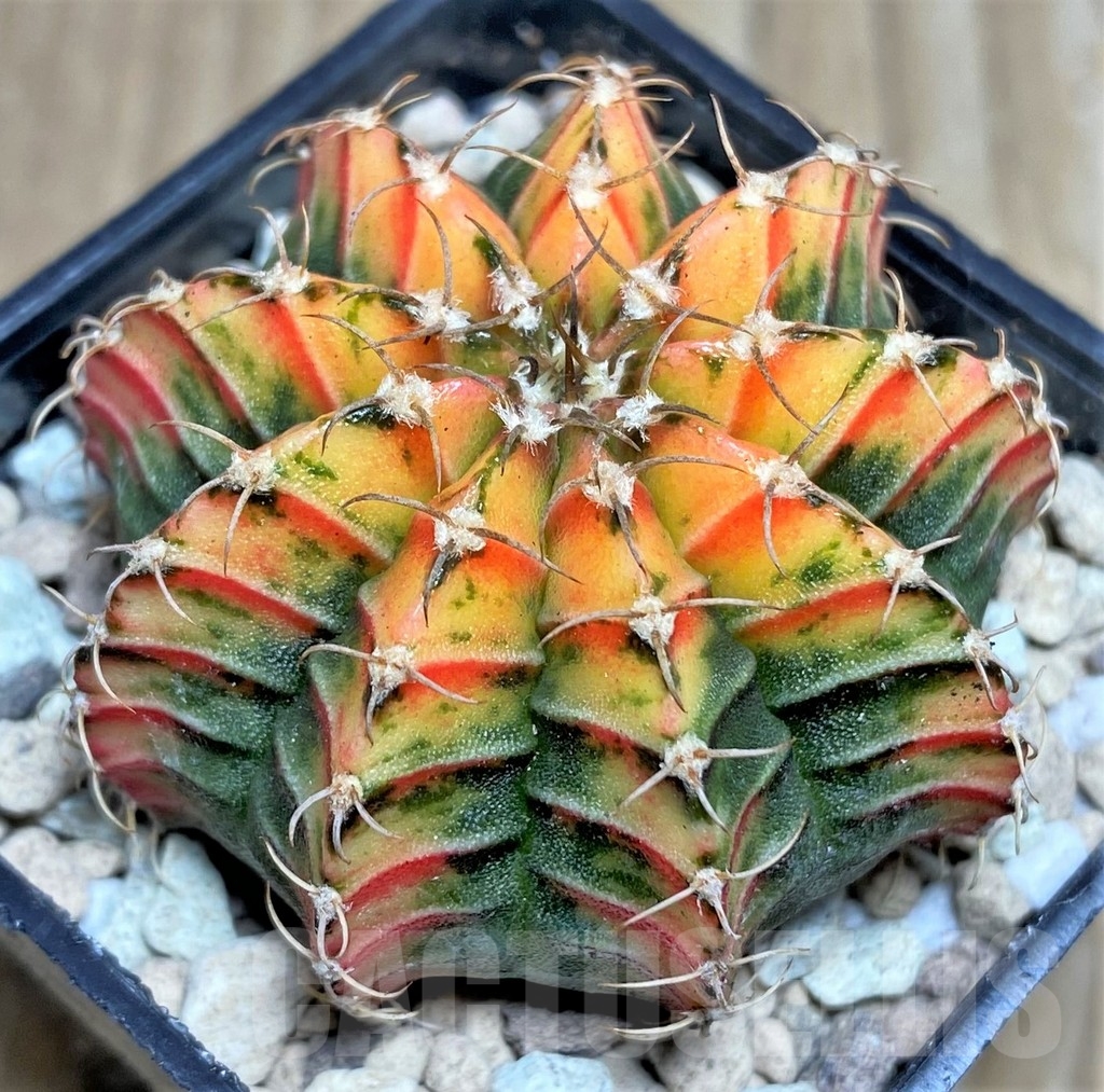 SHPR17551 Gymnocalycium friedrichii LB 2178 hybrid f. variegata