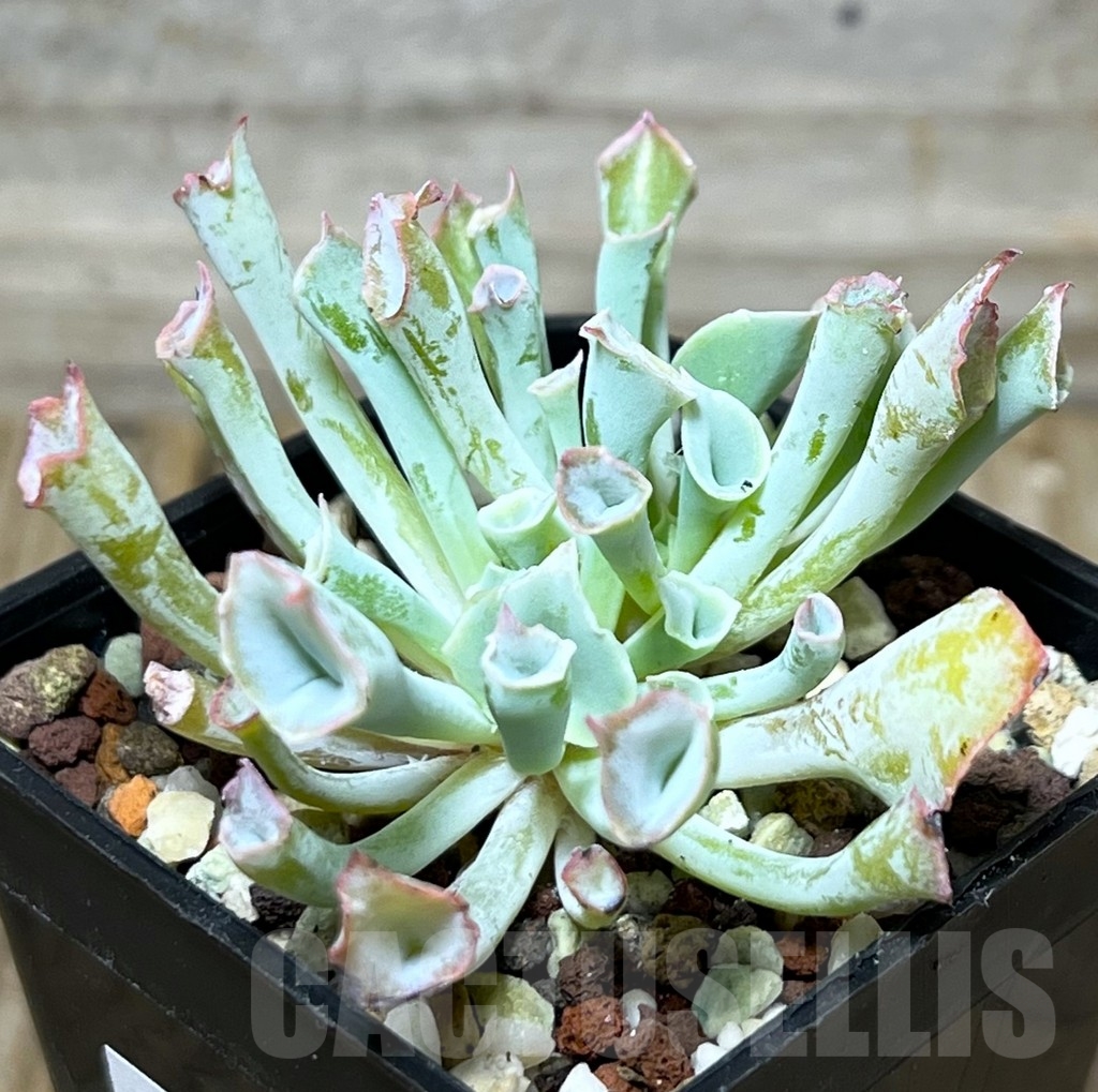 SHPR17819 Echeveria 'Trumpet'