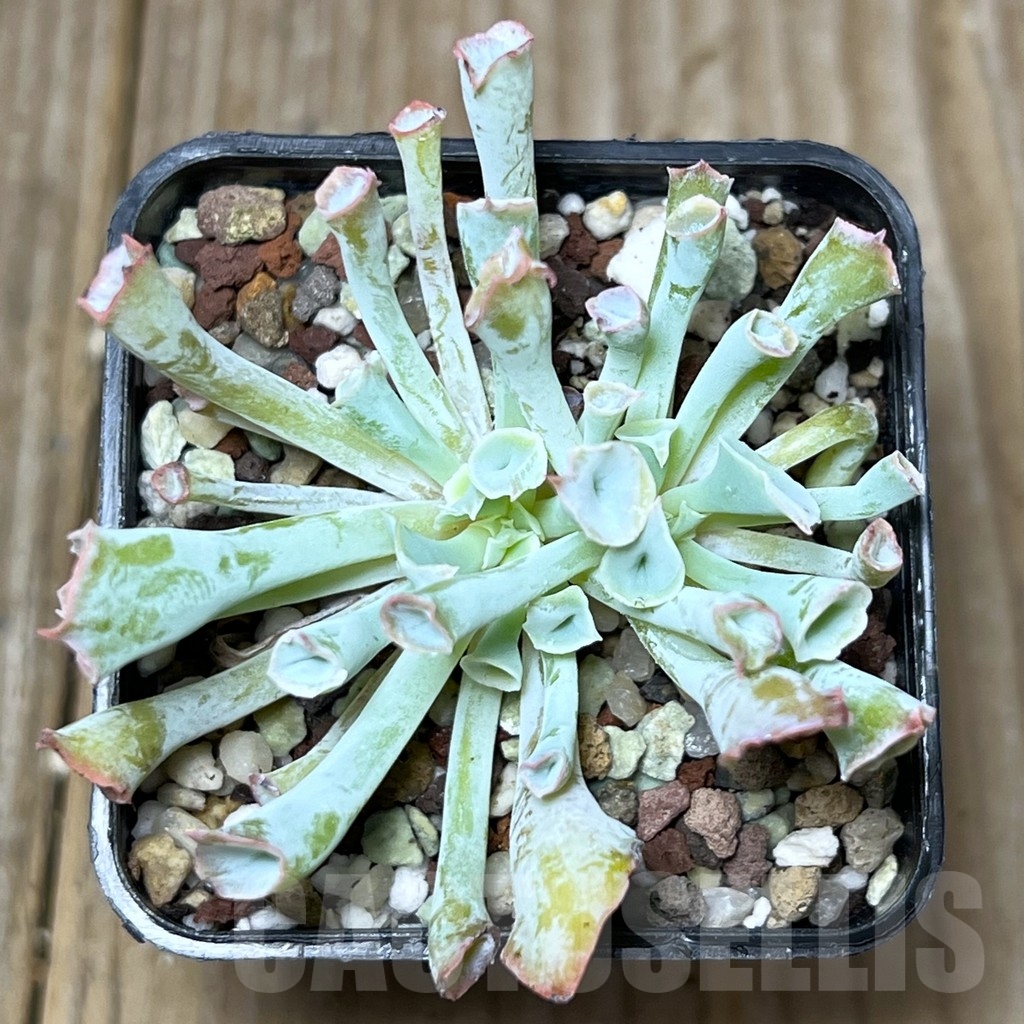 SHPR17819 Echeveria 'Trumpet' - Image 2