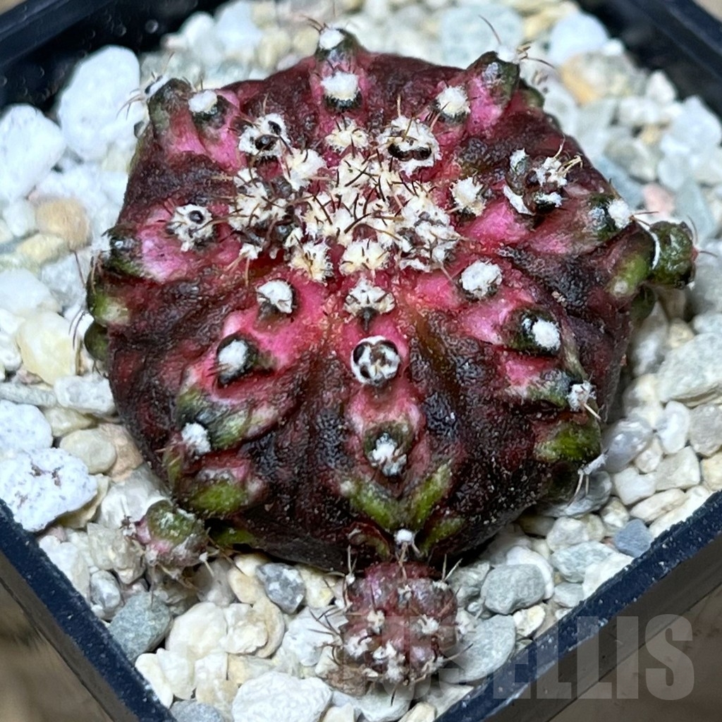 SHPR17821 Gymnocalycium mihanovichii 'T-Lux'
