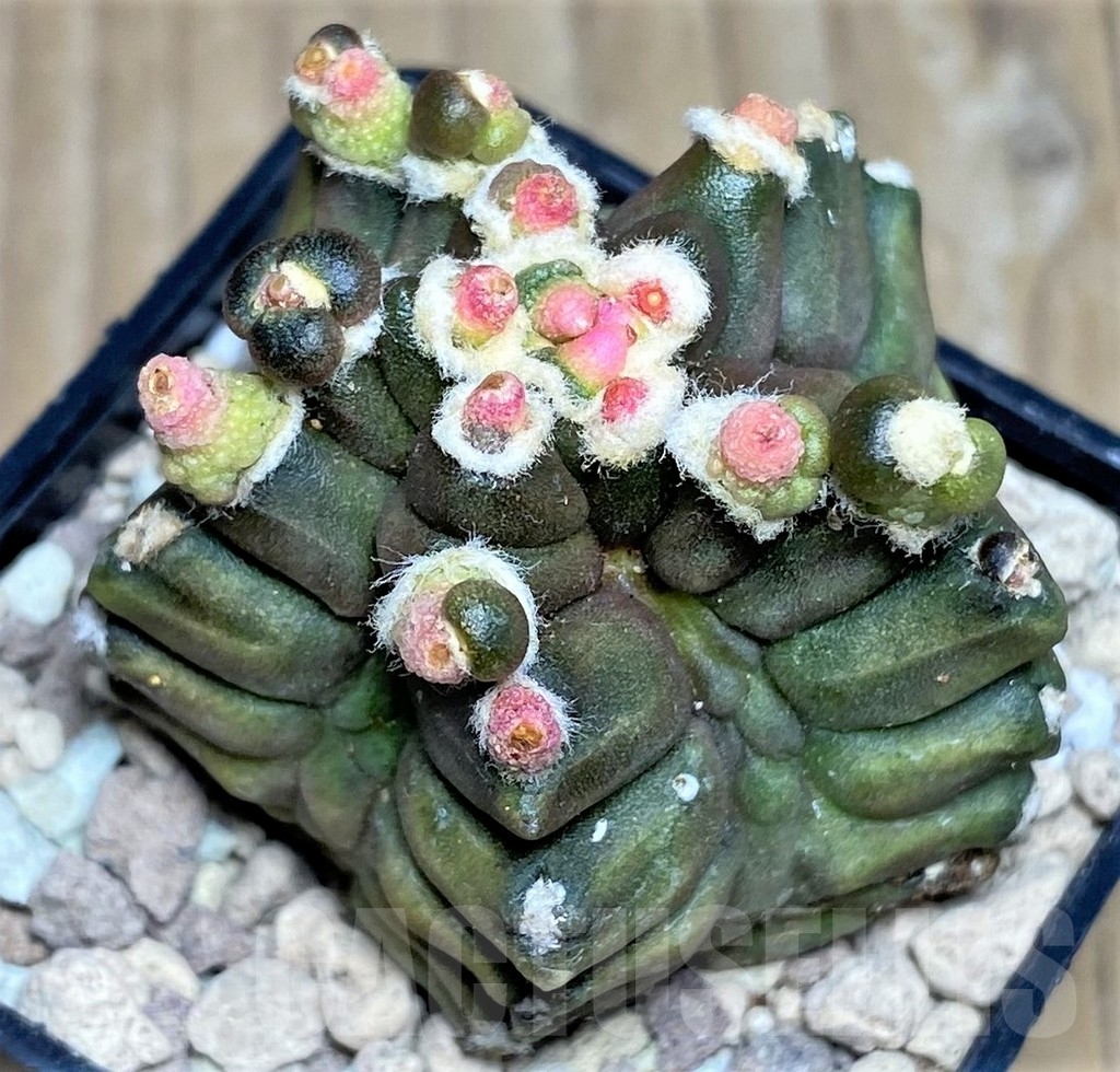 SHPR17553 Gymnocalycium mihanovichii ‘Transformer’