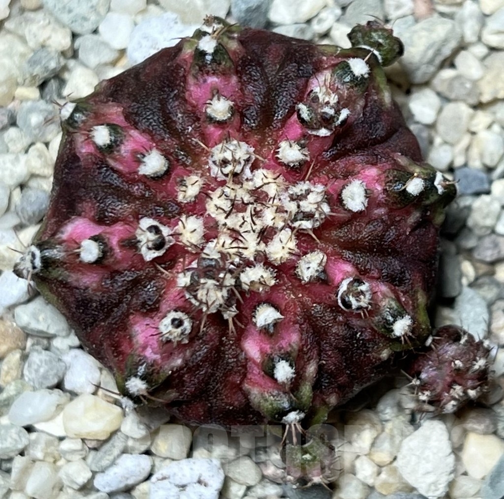 SHPR17821 Gymnocalycium mihanovichii 'T-Lux' - Obrázek 2