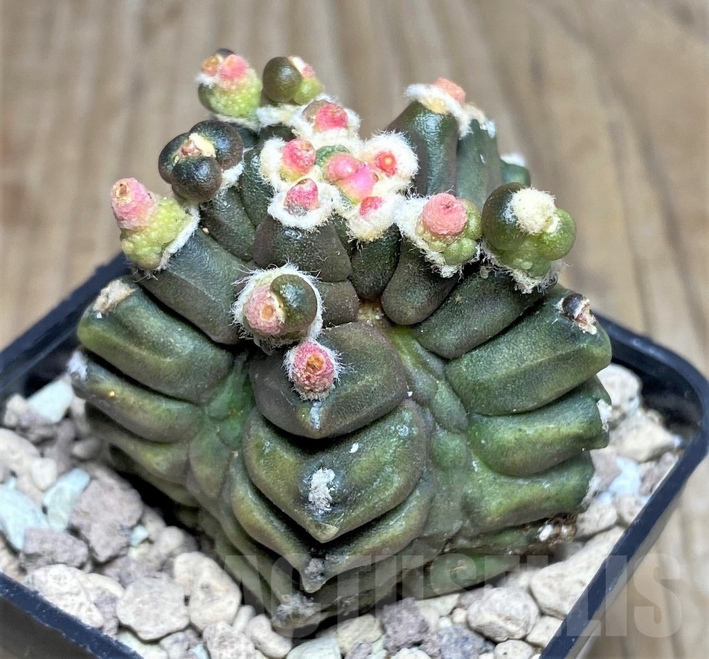 SHPR17553 Gymnocalycium mihanovichii ‘Transformer’ - immagine 2