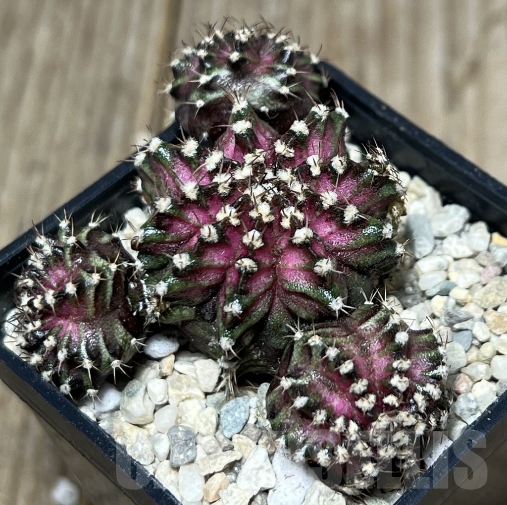 SHPR17822 Gymnocalycium mihanovichii 'T-Lux'