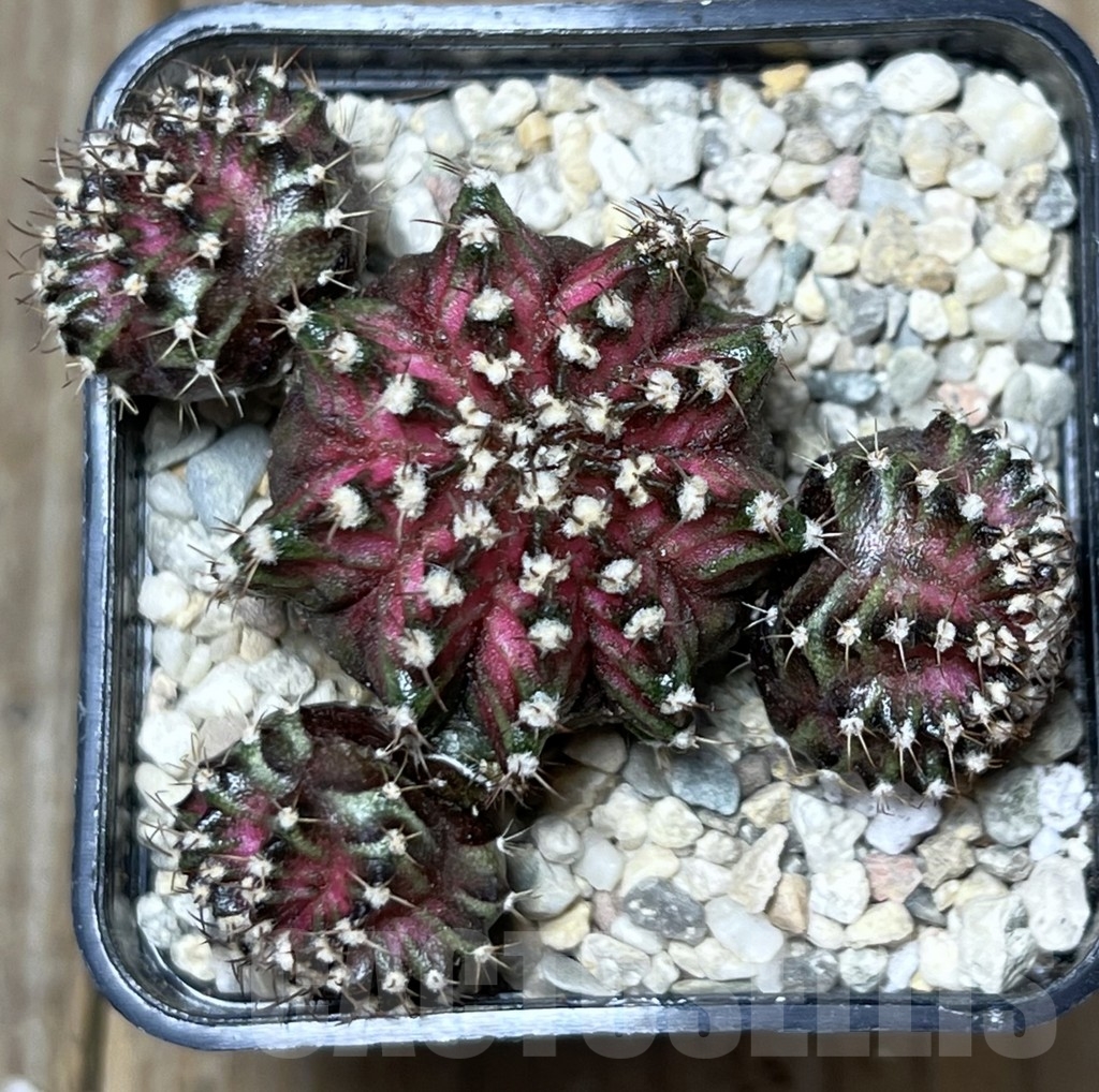 SHPR17822 Gymnocalycium mihanovichii 'T-Lux' - Obrázek 2