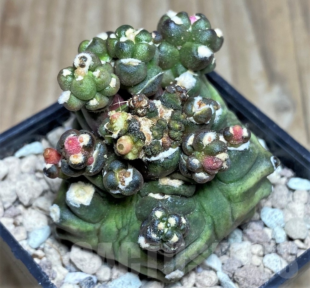 SHPR17554 Gymnocalycium mihanovichii ‘Transformer’