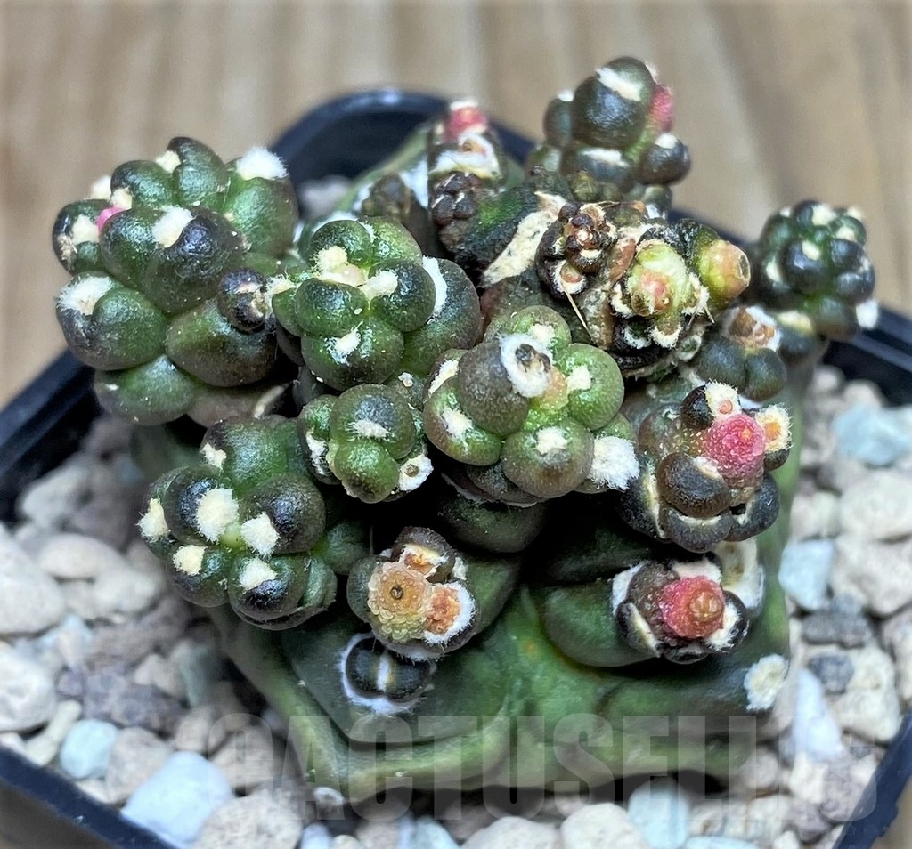 SHPR17554 Gymnocalycium mihanovichii ‘Transformer’ - Image 2