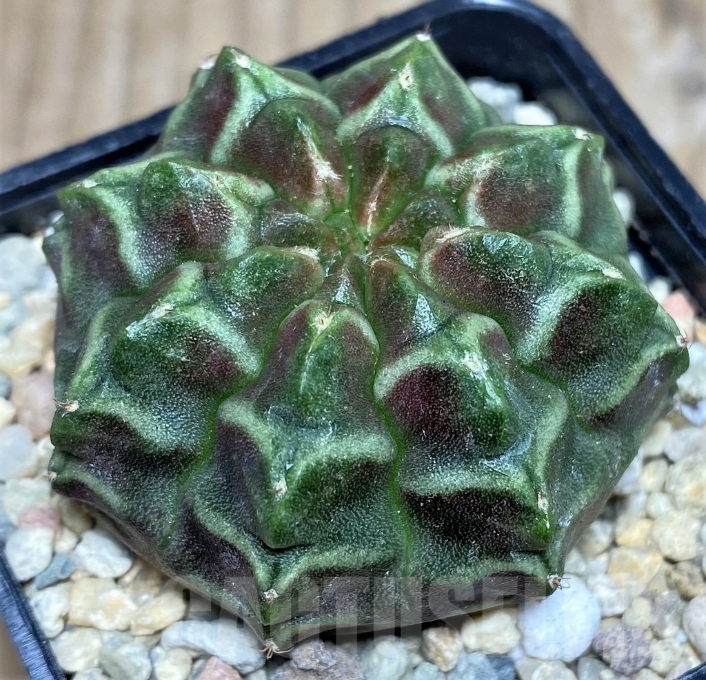 SHPR17557 Gymnocalycium mihanovichii 'Day dream', seedling