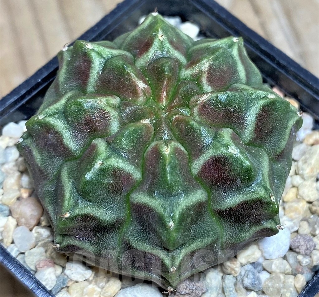 SHPR17557 Gymnocalycium mihanovichii 'Day dream', seedling - Image 2