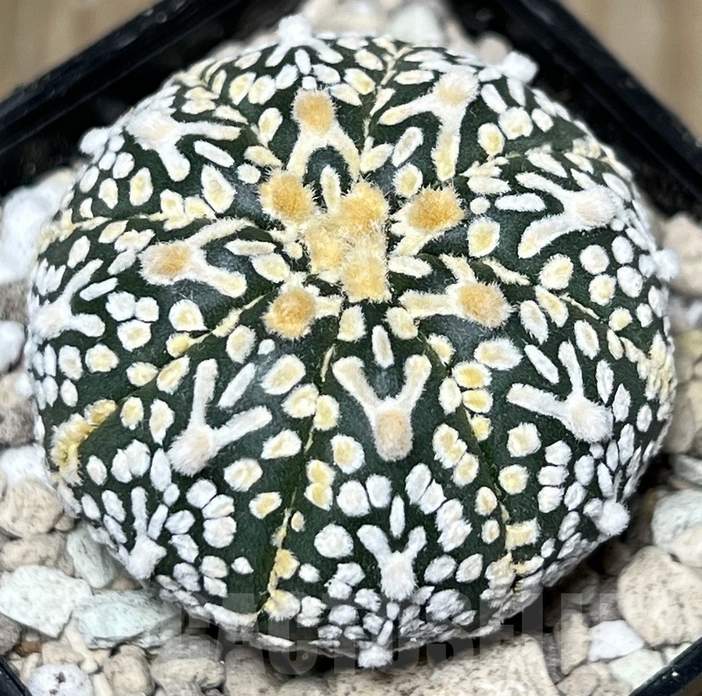 SHPR17827 Astrophytum asterias ‘Super Kabuto’ V-type - Image 2