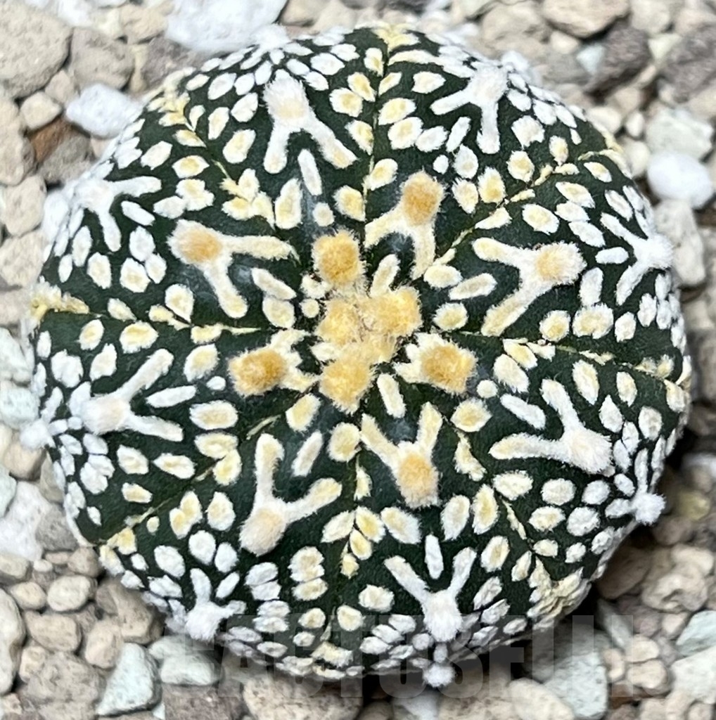 SHPR17827 Astrophytum asterias ‘Super Kabuto’ V-type