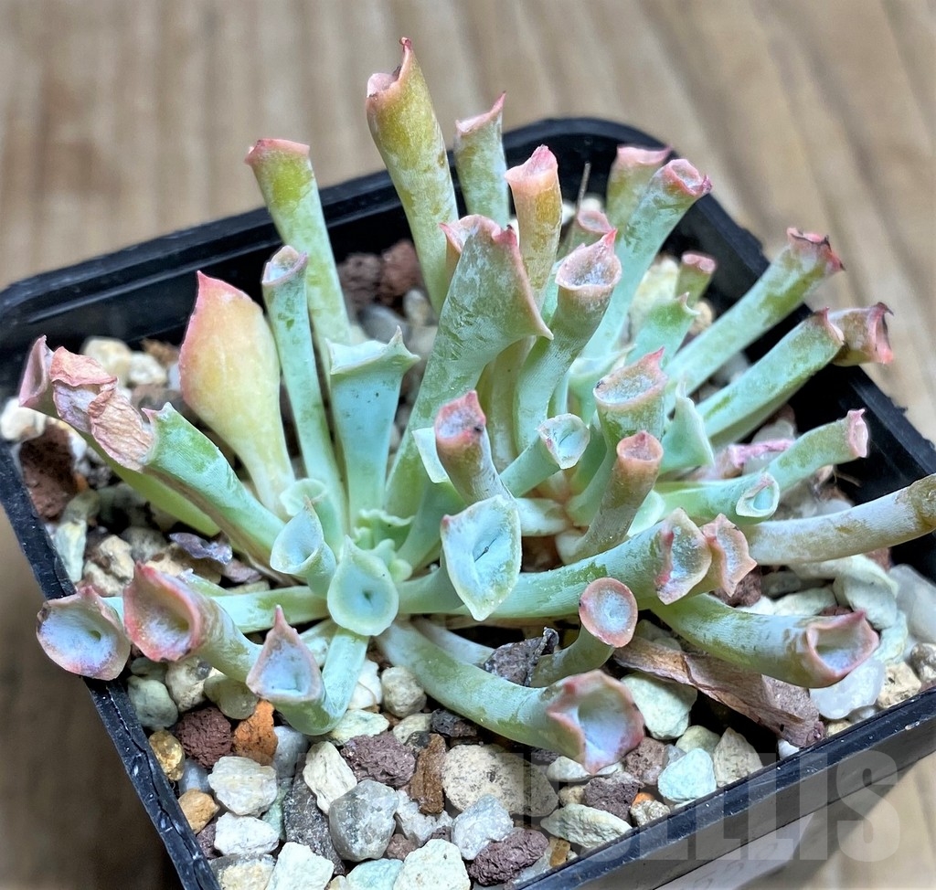 SHPR17559 Echeveria ‘Trumpet’ - Image 2