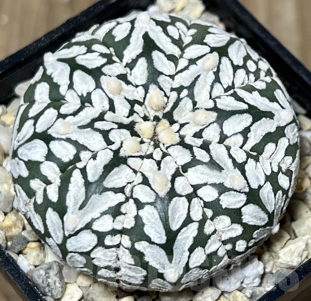 SHPR17829 Astrophytum asterias ‘Super Kabuto’ V-type - Image 2