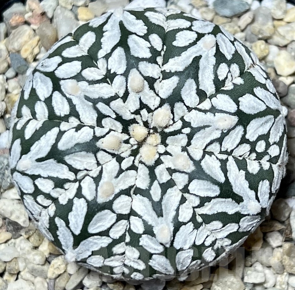 SHPR17829 Astrophytum asterias ‘Super Kabuto’ V-type