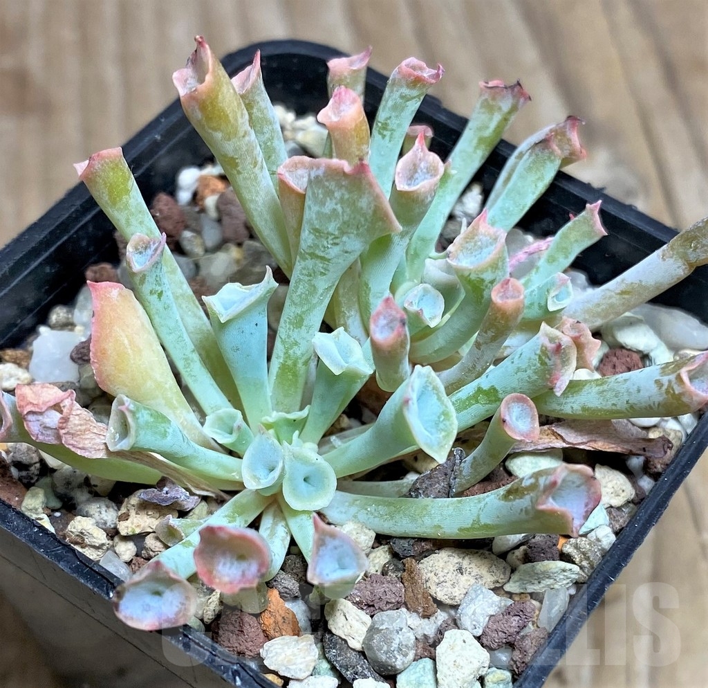 SHPR17559 Echeveria ‘Trumpet’