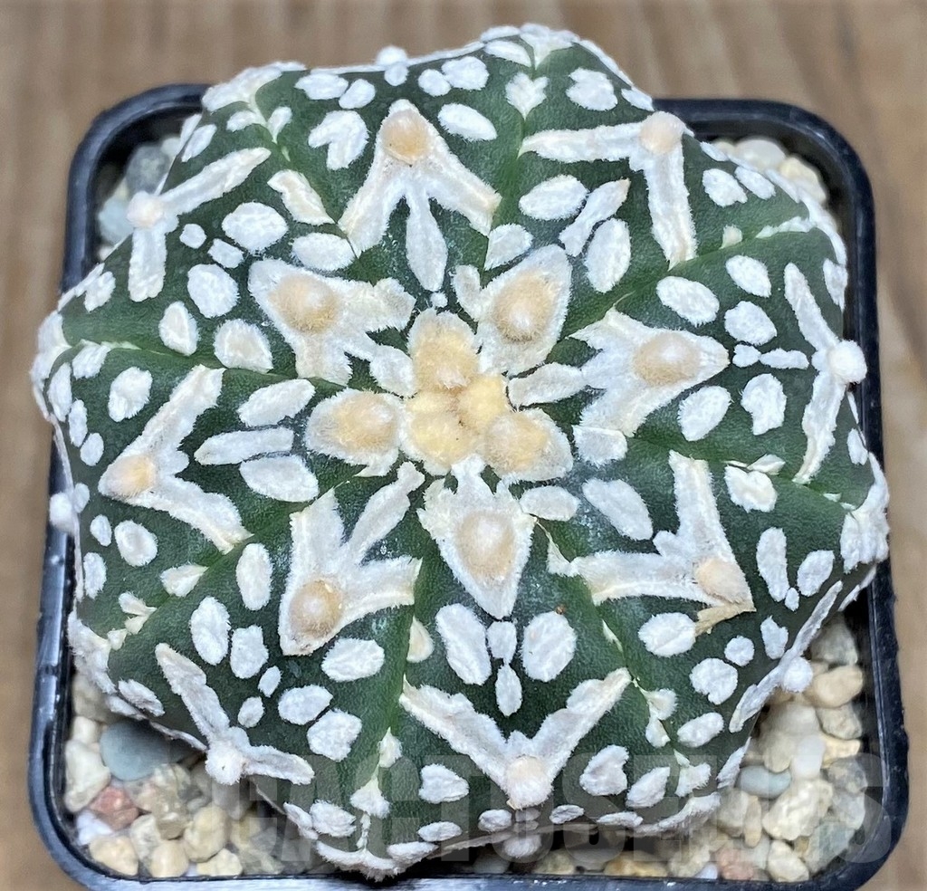 SHPR17615 Astrophytum asterias 'Super Kabuto Miracle' V-type