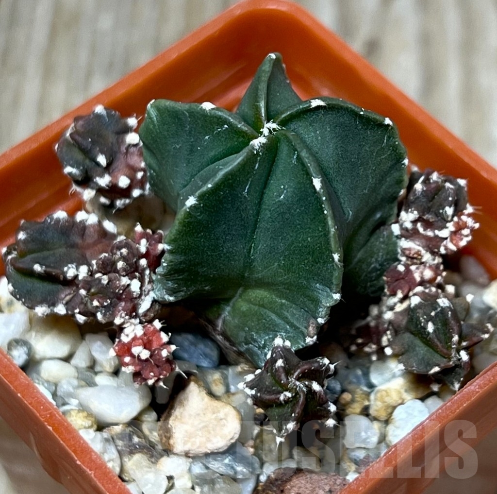 SHPR17830 Astrophytum myriostigma 'Kikko'