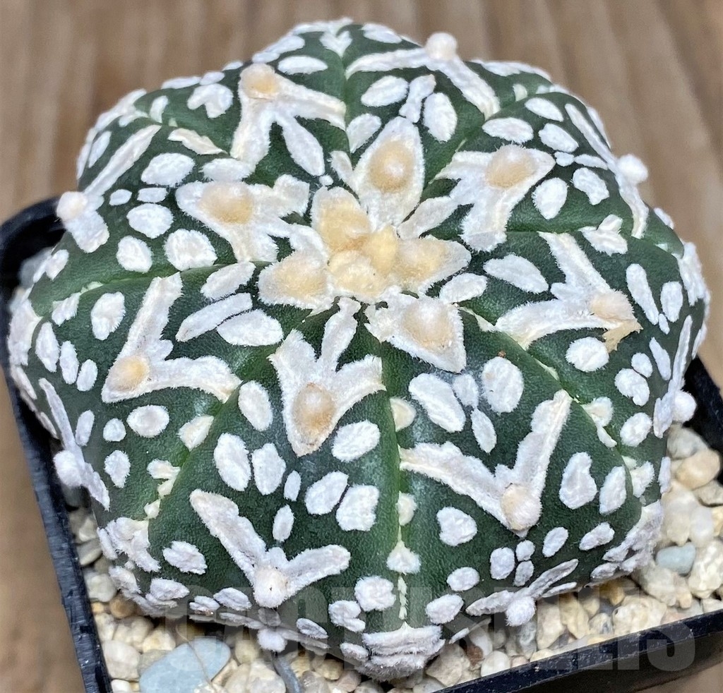 SHPR17615 Astrophytum asterias 'Super Kabuto Miracle' V-type - immagine 2