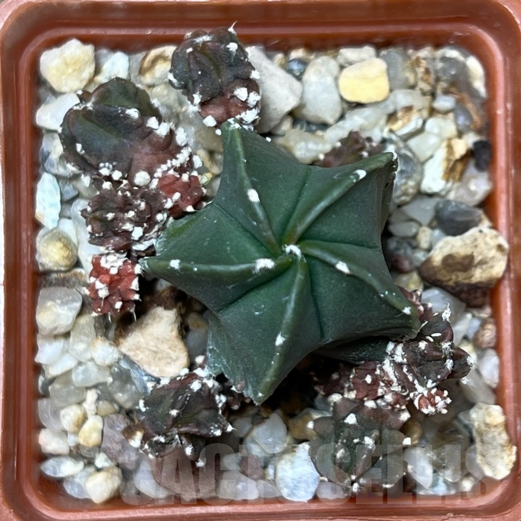 SHPR17830 Astrophytum myriostigma 'Kikko' - Image 2