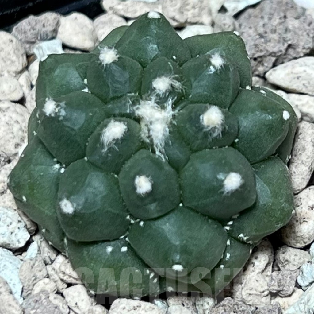 SHPR17831 Astrophytum asterias 'Kikko'
