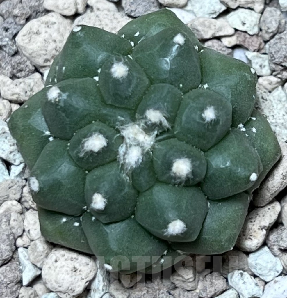 SHPR17831 Astrophytum asterias 'Kikko' - Image 2