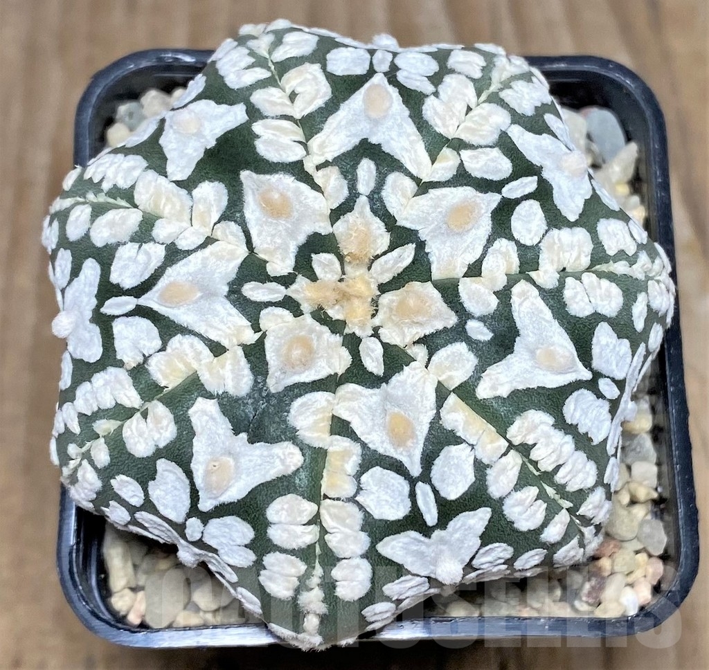 SHPR17617 Astrophytum asterias 'Super Kabuto Miracle' V-type