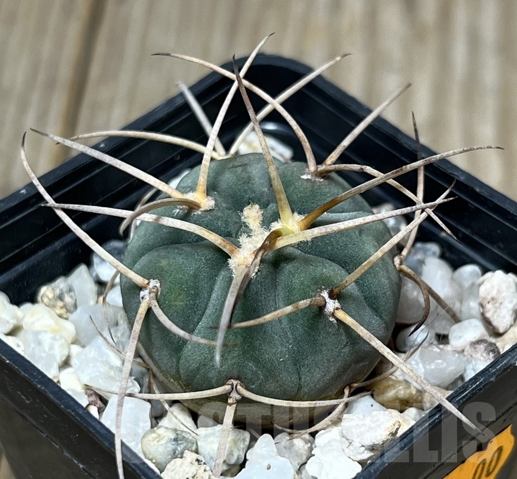 SHPR17832 Gymnocalycium cardenasianum v. armatum VOS 74
