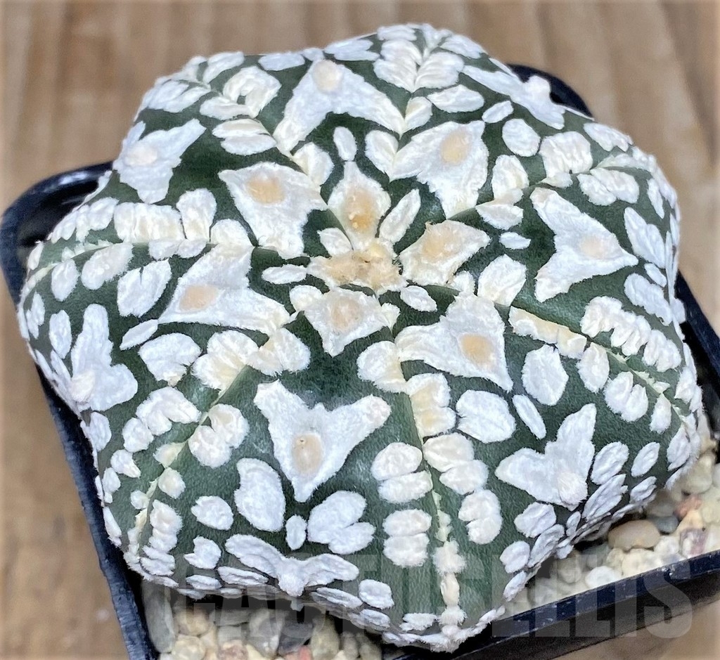 SHPR17617 Astrophytum asterias 'Super Kabuto Miracle' V-type - Зображення 2