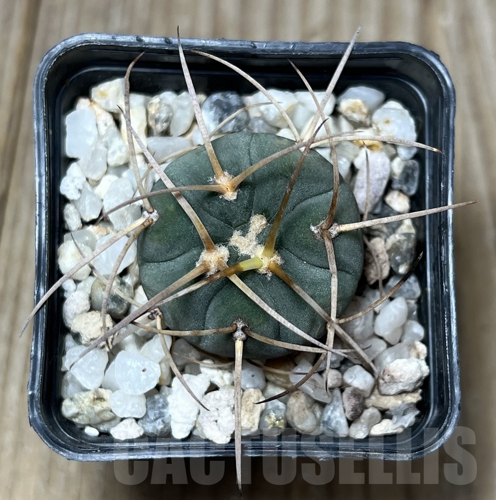 SHPR17832 Gymnocalycium cardenasianum v. armatum VOS 74 - Image 2