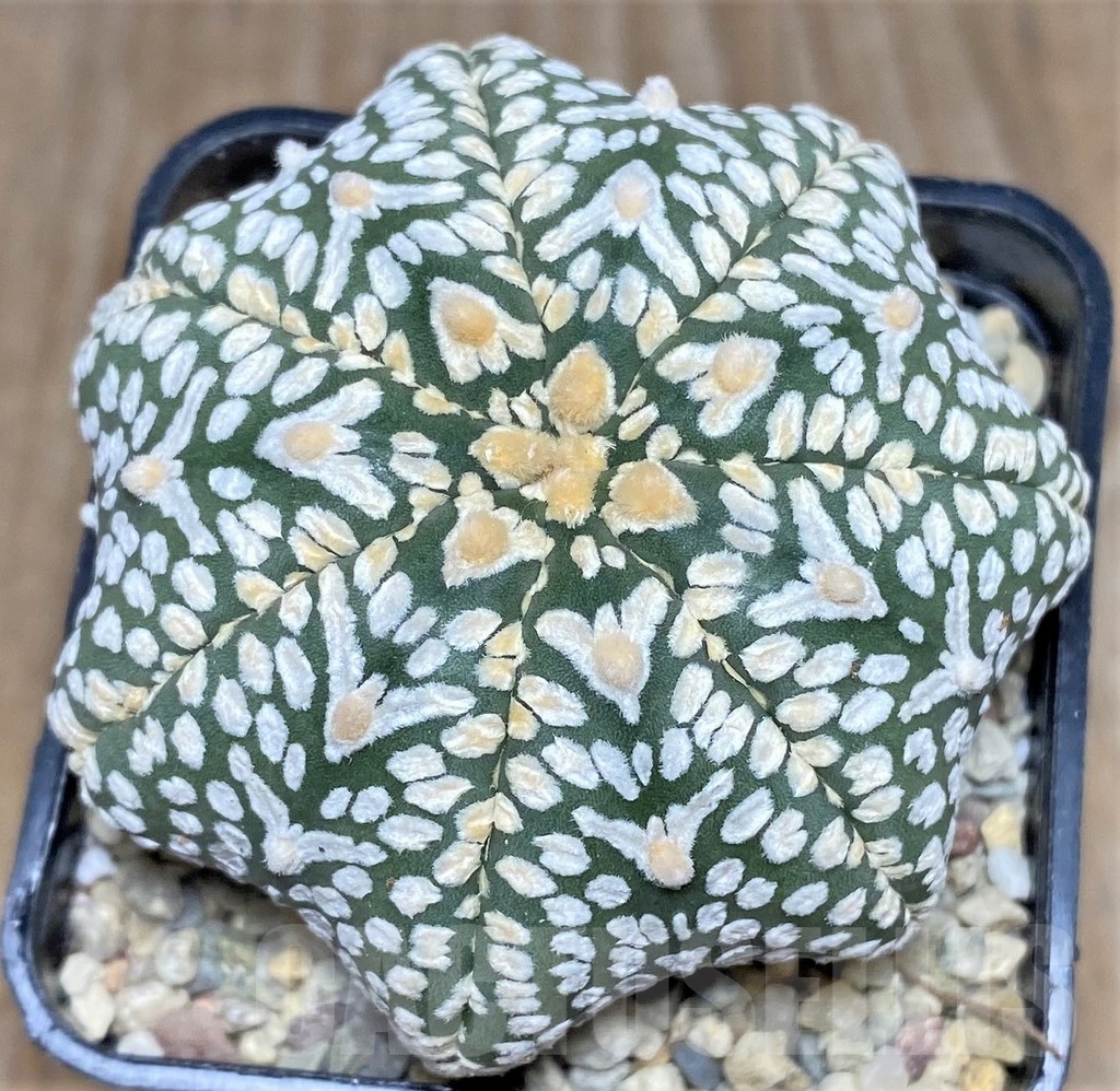 SHPR17618 Astrophytum asterias 'Super Kabuto Miracle' V-type