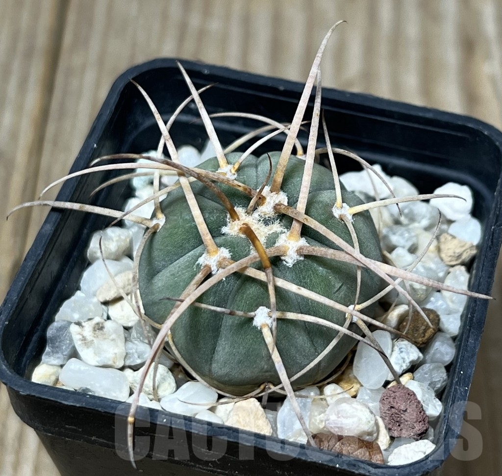 SHPR17833 Gymnocalycium cardenasianum v. armatum VOS 74