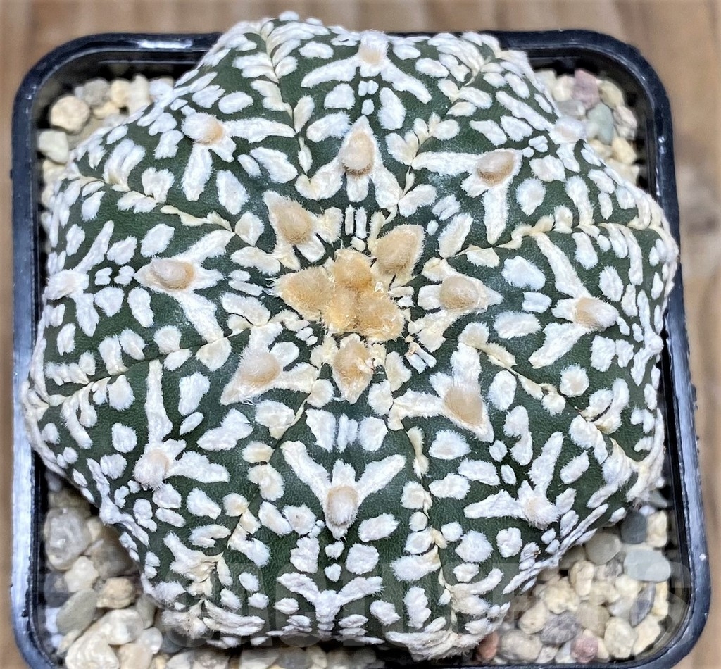 SHPR17619 Astrophytum asterias 'Super Kabuto Miracle' V-type