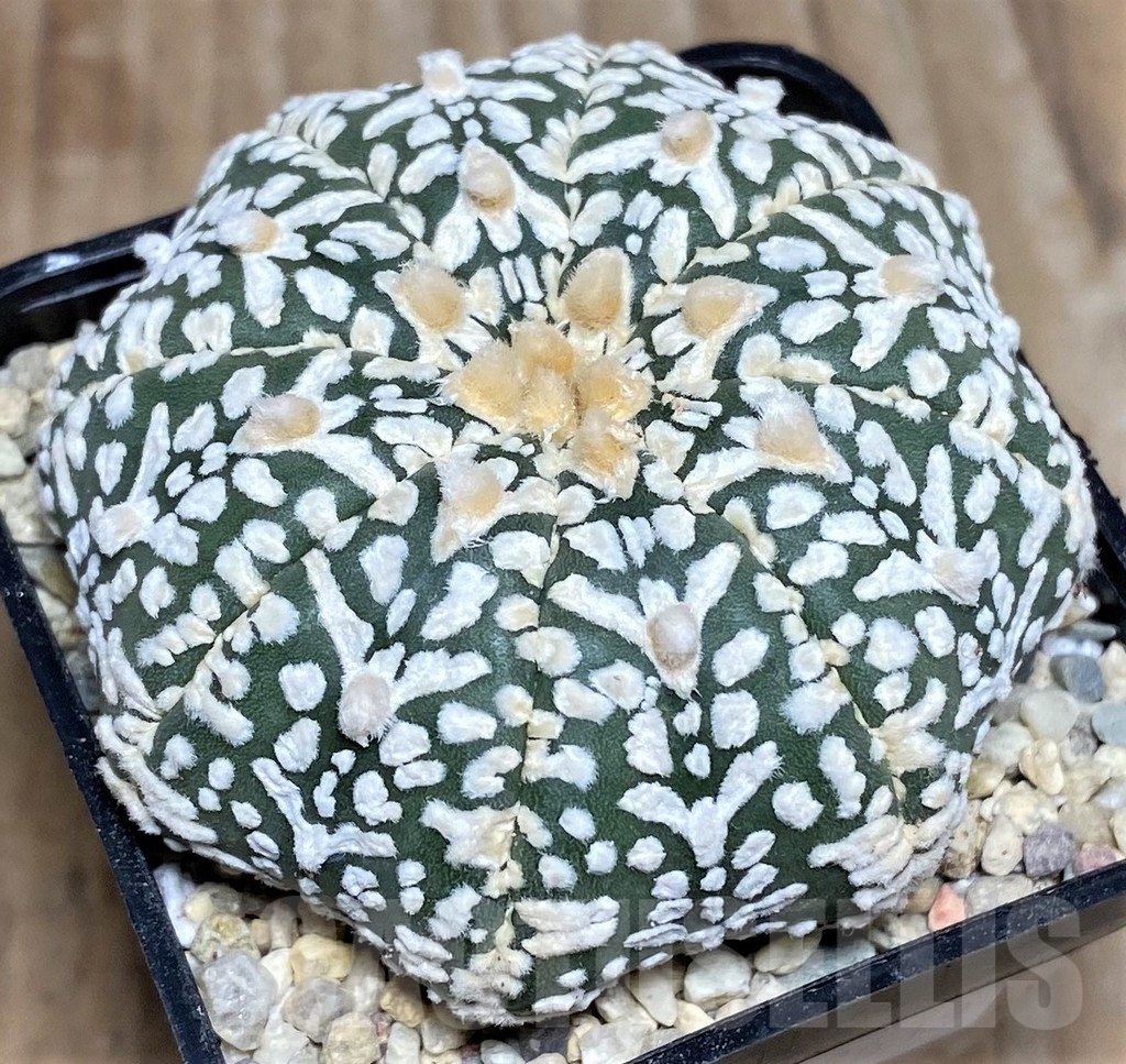 SHPR17619 Astrophytum asterias 'Super Kabuto Miracle' V-type - Зображення 2