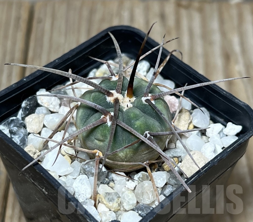 SHPR17834 Gymnocalycium cardenasianum v. armatum VOS 74