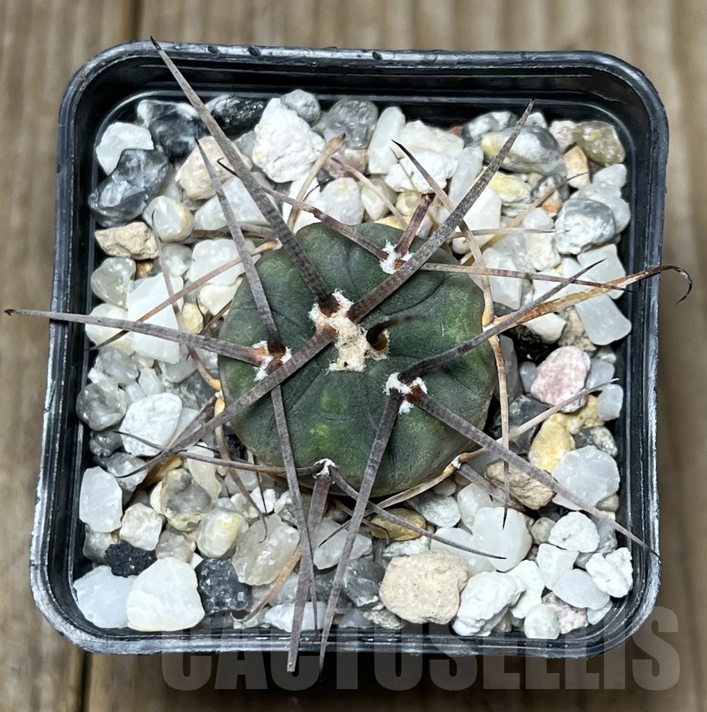 SHPR17834 Gymnocalycium cardenasianum v. armatum VOS 74 - Imagen 2