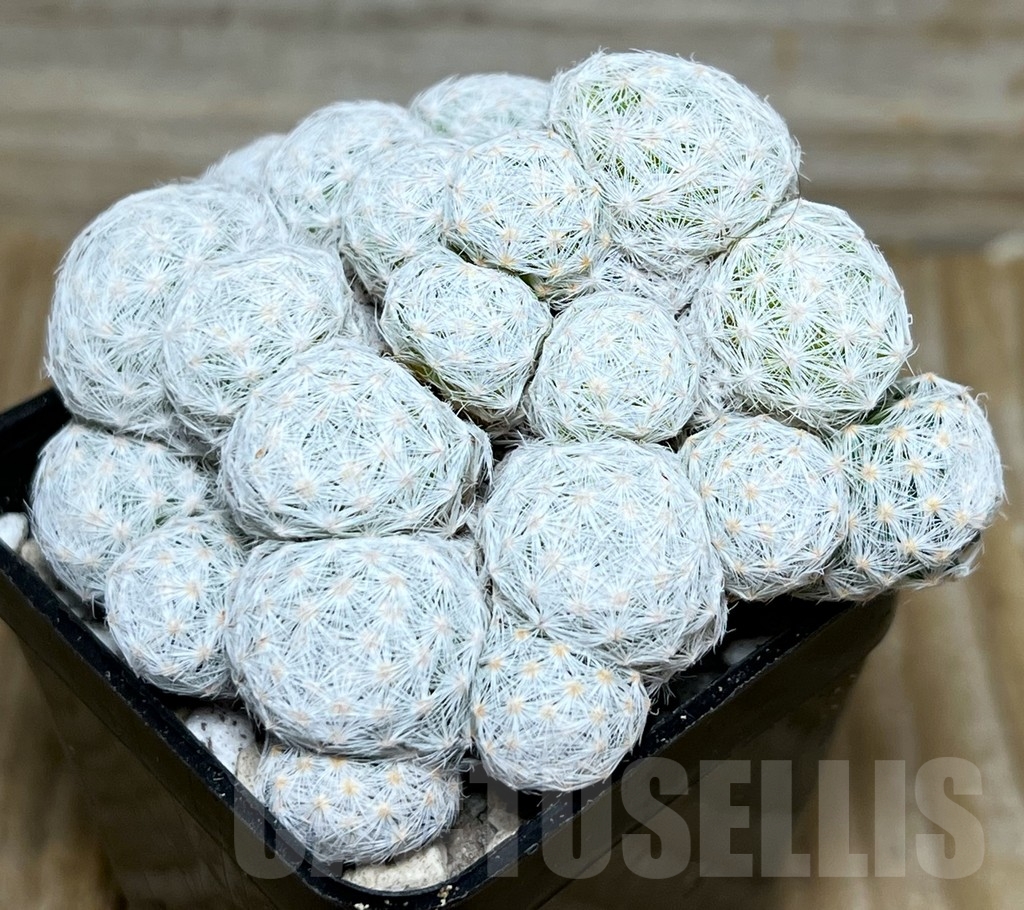 SHPR17835 Mammillaria humboldtii f. caespitosa