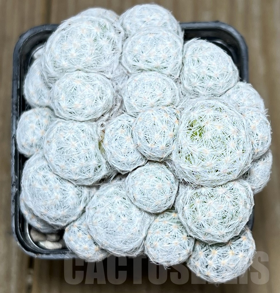 SHPR17835 Mammillaria humboldtii f. caespitosa - Imagen 2