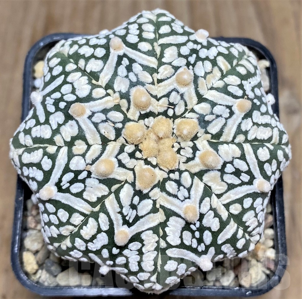 SHPR17622 Astrophytum asterias 'Super Kabuto Miracle' V-type