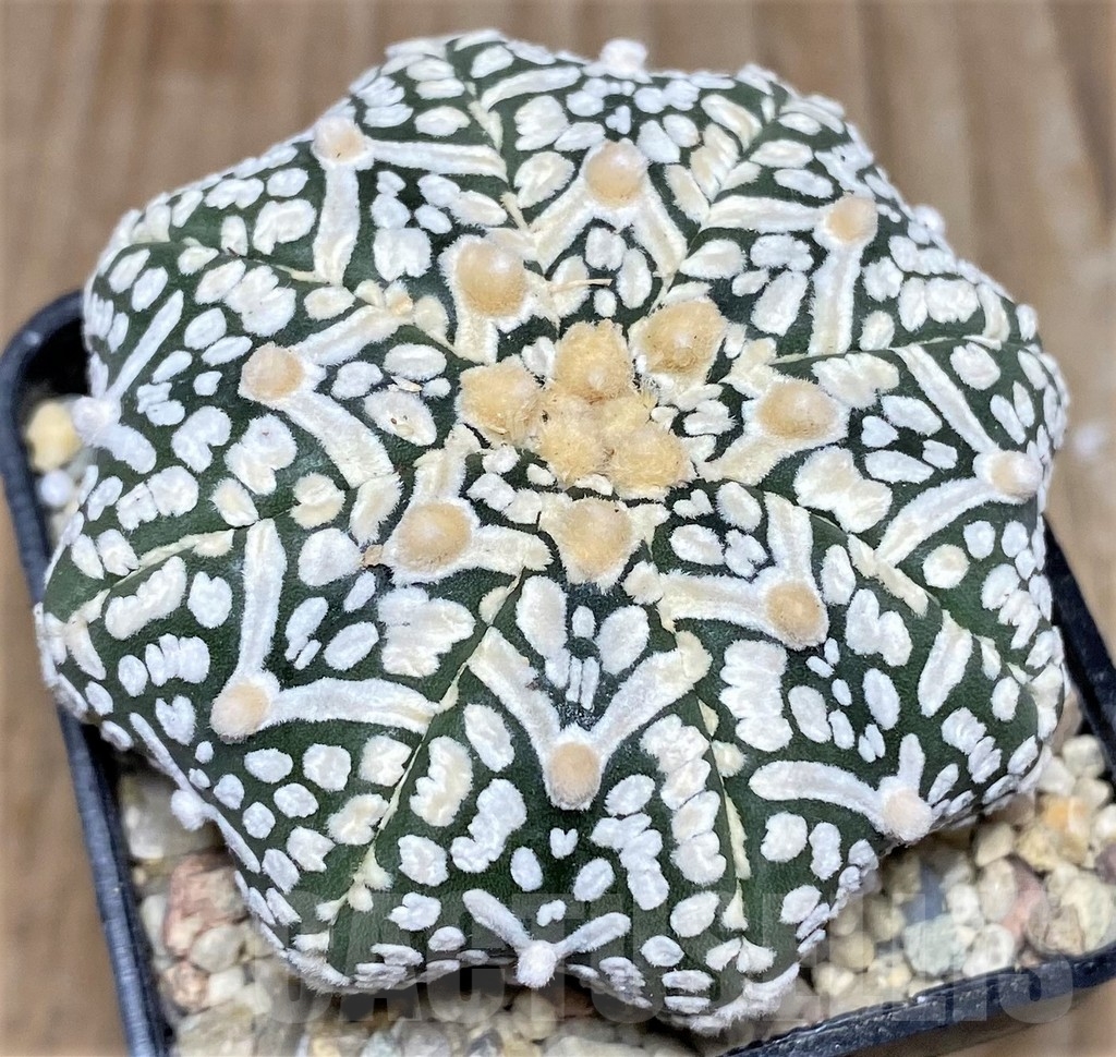 SHPR17622 Astrophytum asterias 'Super Kabuto Miracle' V-type - Зображення 2